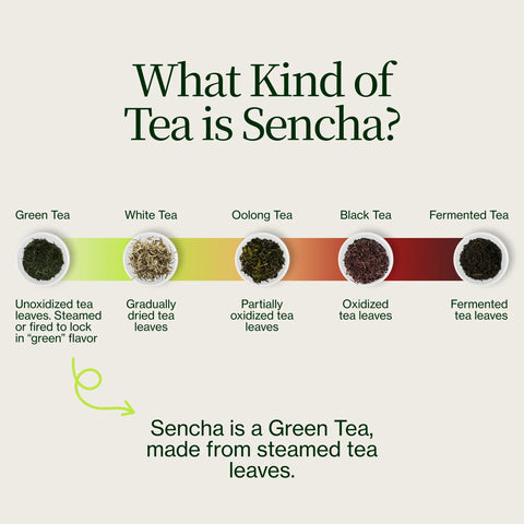 Gouden Sencha Yabukita Kasugaen