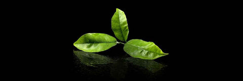 wat maakt een groene thee een groene thee