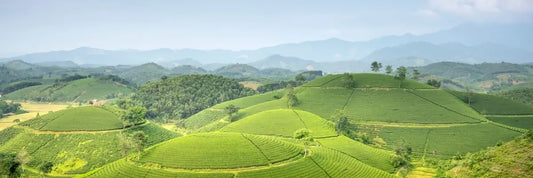 Where Did Matcha Originate? The Answer is Complicated