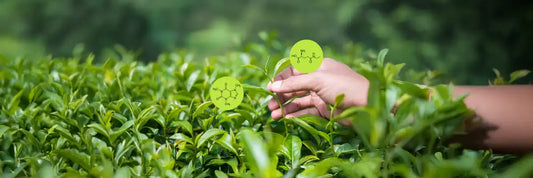 L-Theanine and Caffeine - Your Key to Calm Focus