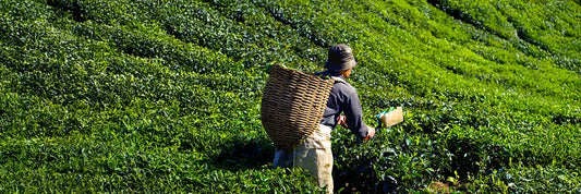 What Is Ichibancha? Japan's First Harvest Tea