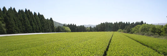 Why Organic Gyokuro Green Tea is So Hard to Find