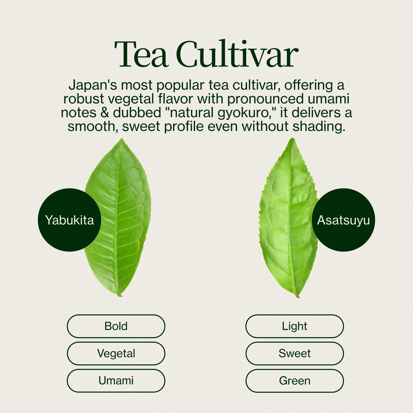 Sencha Shizuoka Yamaga No Sato