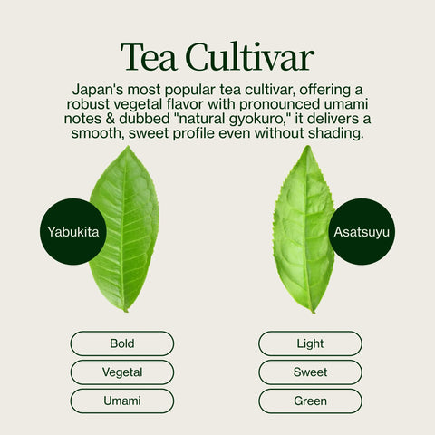 Sencha Shizuku met Matchapoeder
