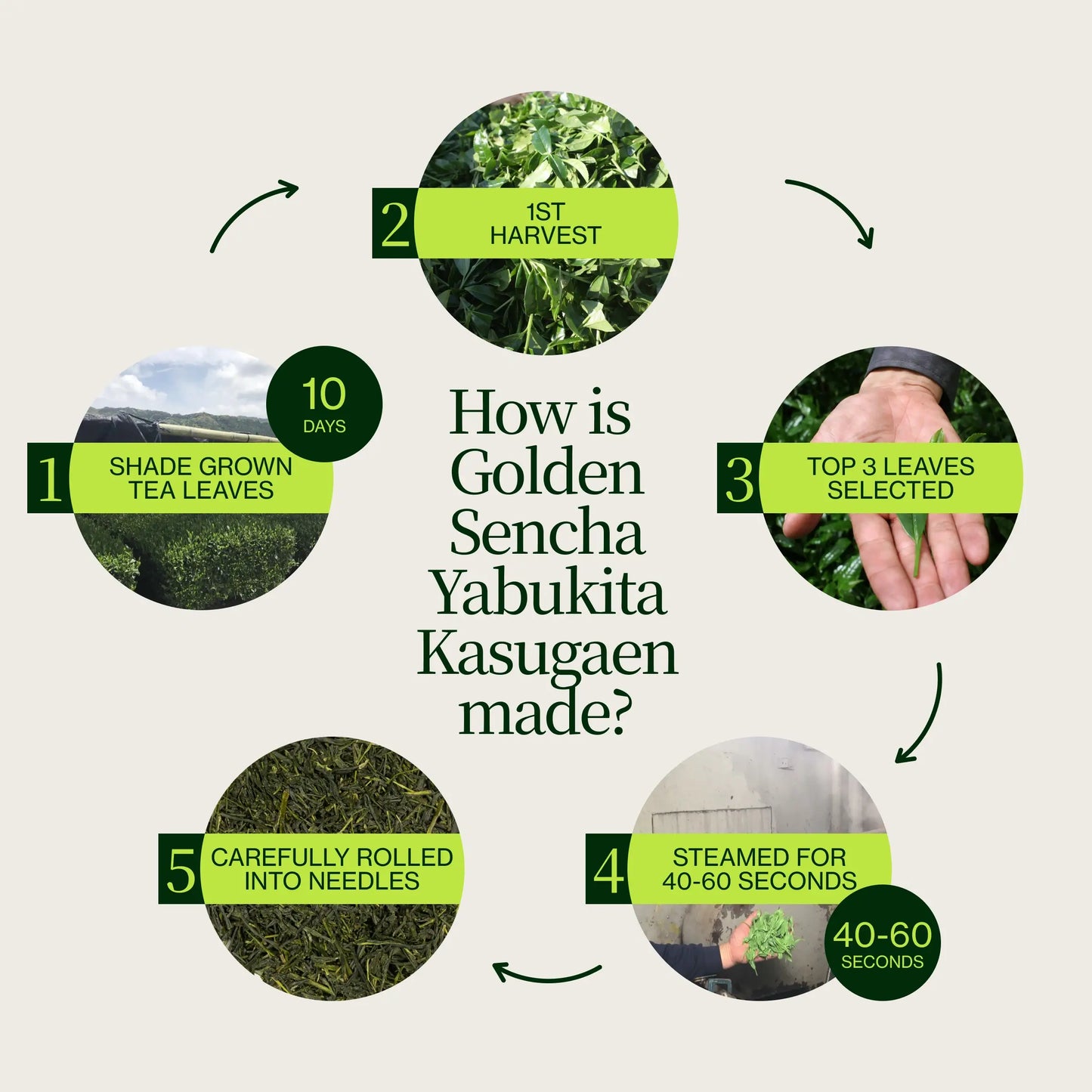 Gouden Sencha Yabukita Kasugaen
