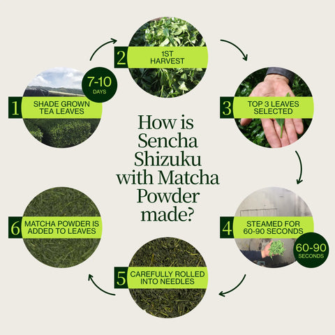 Sencha Shizuku met Matchapoeder