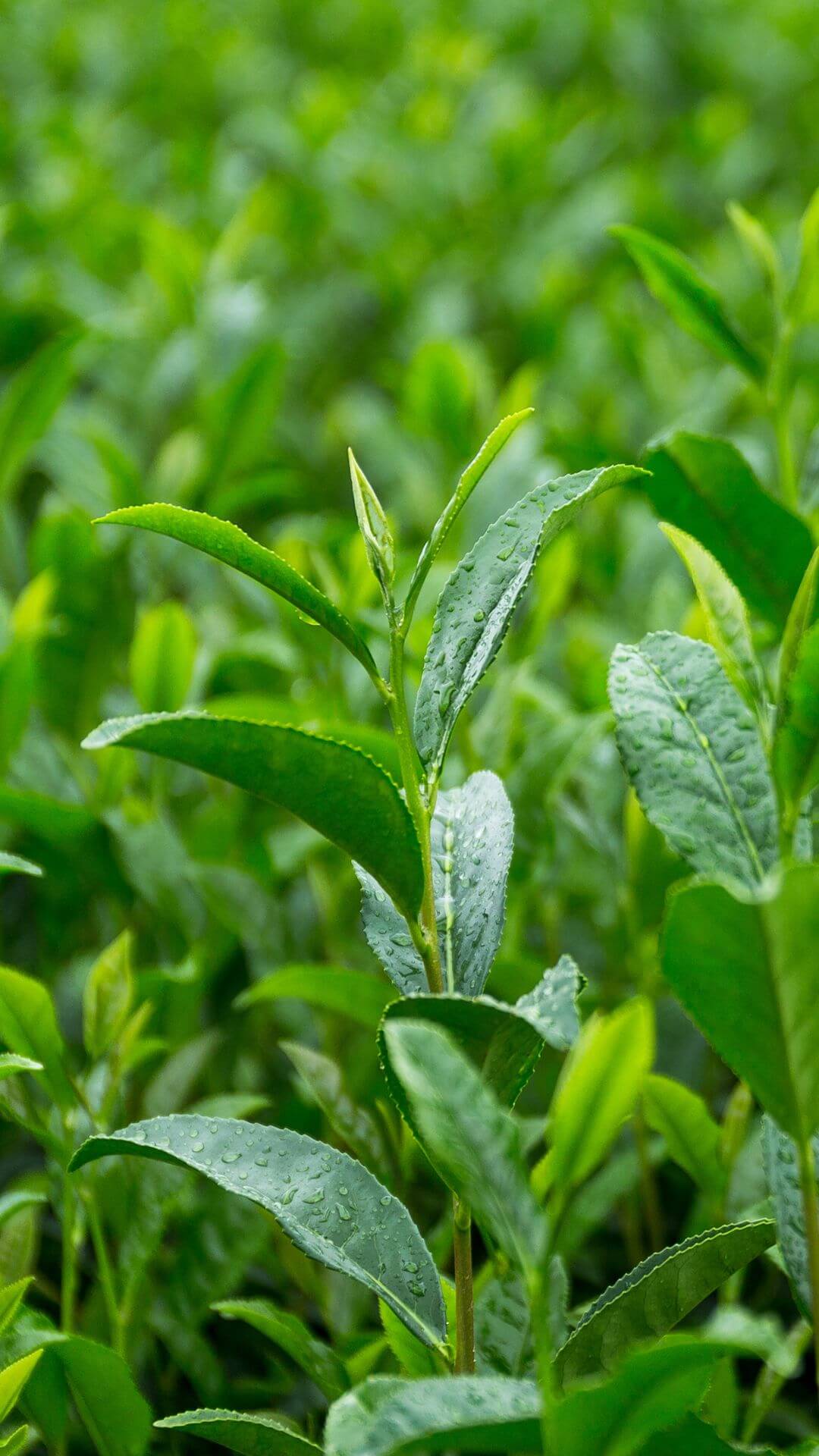 nuruki tea farm in japan