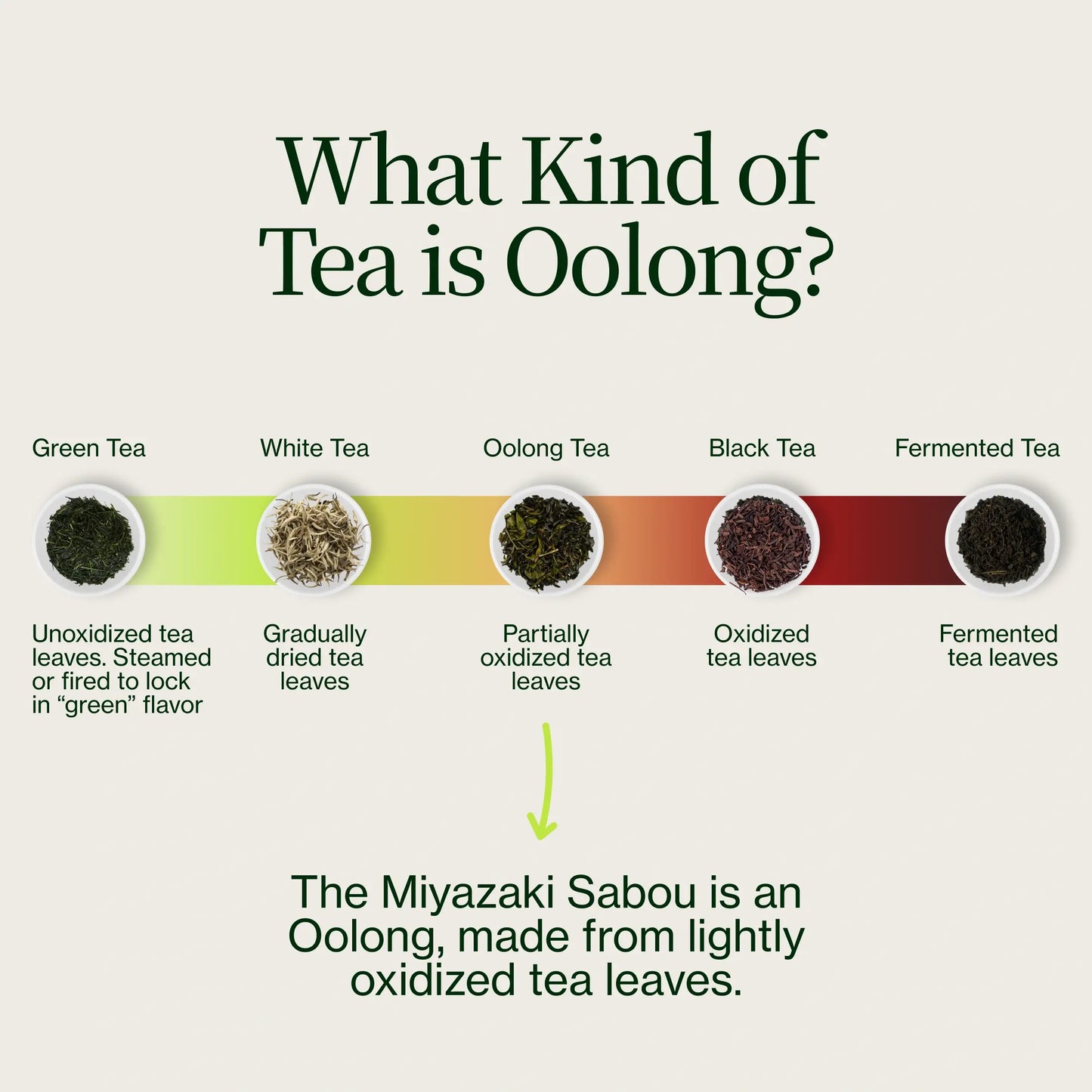 Miyazaki High Mountain Oolong-thee